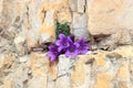 Purple flower blossom Dolomite bellflower Campanula morettiana in mountain rock crevice, South Tyrol