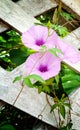 purple flower blossom and green leaves on old brick wall background Royalty Free Stock Photo