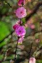 Purple flower blossom spring time season garden nature scenic view photography garden bush foliage background blurred Royalty Free Stock Photo