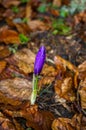 Purple flower Royalty Free Stock Photo