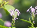 Violet Ixora Purple flower on blur background beautiful nature