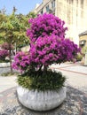 Purple Flower Bonsai on the roadside