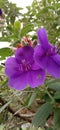 Purple flower in Bosscha observatory Royalty Free Stock Photo