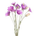 Purple flower bouquet of annual everlasting or immortelle, isolated on white, Xeranthemum annuum