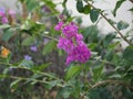 purple flower Bouquet beautiful blooming in garden blurred nature background Royalty Free Stock Photo