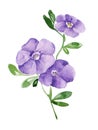 Purple flower. Branch with petals. Periwinkle with flowers and buds. Bouquet. Green leaf. Botanical watercolor illustration on