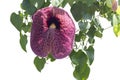 Purple flower of Brazillian DutchmanÃ¢â¬â¢s Pipe, Duck Flower, Giant Pelican Flower or Aristolochia gigantea Mart in the garden.