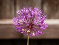 Purple flower on brown wooden background. Beautiful allium cristophii or persian onion closeup Royalty Free Stock Photo