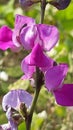 A purple flower buch in selective focus Royalty Free Stock Photo