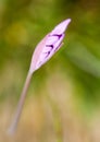 Purple flower bud with blurry background