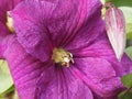 Purple flower and clematis bud Royalty Free Stock Photo