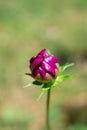 Purple flower bud on the green background Royalty Free Stock Photo