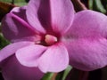 Purple flower buds of the balsam. Floriculture Royalty Free Stock Photo