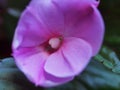 Purple flower buds of the balsam. Floriculture Royalty Free Stock Photo