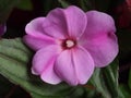 Purple flower buds of the balsam. Floriculture Royalty Free Stock Photo