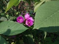 Purple flower buds that will soon bloom