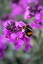 Purple flower with bumble bee Royalty Free Stock Photo