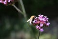 A purple flower and a bumblebee which gathers nectar