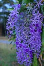 Purple flower bunches tend to bloom and bloom at the same time. The flowers are quite blooming and will bloom for many days.