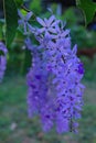 Purple flower bunches tend to bloom and bloom at the same time. The flowers are quite blooming and will bloom for many days.