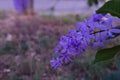 Purple flower bunches tend to bloom and bloom at the same time. The flowers are quite blooming and will bloom for many days.