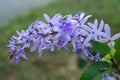 Purple flower bunches tend to bloom and bloom at the same time. The flowers are quite blooming and will bloom for many days.