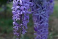 Purple flower bunches tend to bloom and bloom at the same time. The flowers are quite blooming and will bloom for many days.