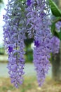 Purple flower bunches tend to bloom and bloom at the same time. The flowers are quite blooming and will bloom for many days.