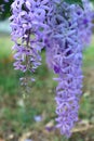 Purple flower bunches tend to bloom and bloom at the same time. The flowers are quite blooming and will bloom for many days.