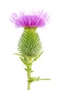 Purple flower burdock also called Greater Burdock, Edible Burdoc. Arctium lappa. Purple flower of burdock with green bud