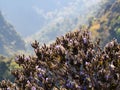 Purple flower bush and the limestone on the mountain hill