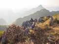 Purple flower bush and the limestone surrounded with the dry meadow on the mountain peak