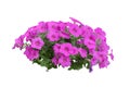 Purple flower bush tree isolated with clipping path