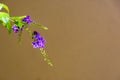 Purple Flower, Butterfly bush, Buddleia davidii, on a Grey Orange Background Wall Royalty Free Stock Photo
