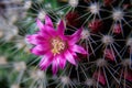 Purple flower of cactus Mammillaria Royalty Free Stock Photo