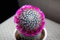 Purple flower of cactus Mammillaria Royalty Free Stock Photo