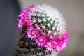 Purple flower of cactus Mammillaria Royalty Free Stock Photo