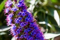 Purple flower in California - Pride of Madeira