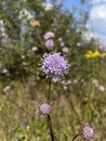 A purple flower of the Caprifoliaceae family in early autumn on the meadows.