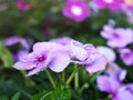 Purple flower Catharanthus roseus , rose periwinkle madagascar in spring time with blurred background ,sweet color ,lovely flowers Royalty Free Stock Photo