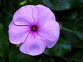 Purple flower Catharanthus roseus , rose periwinkle madagascar in spring time with blurred background ,sweet color ,lovely flowers Royalty Free Stock Photo