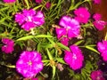 Purple flower center close up ground cover a Royalty Free Stock Photo