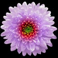 Purple  flower  chrysanthemum on the black isolated background with clipping path. Closeup. For design. Royalty Free Stock Photo