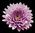 Purple flower chrysanthemum. black isolated background with clipping path. Closeup no shadows. For design.
