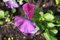 Purple flower in garden