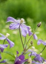 Purple flower clematis arabella with green blurred background Royalty Free Stock Photo