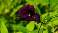 Purple flower Clematis Jackmanii at flowerbed close-up, selective focus, shallow DOF