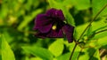 Purple flower Clematis Jackmanii at flowerbed close-up, selective focus, shallow DOF Royalty Free Stock Photo