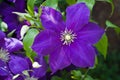 Purple flower Clematis Jackmanii. Royalty Free Stock Photo