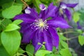 Purple flower of clematis - Ranunculaceae in garden